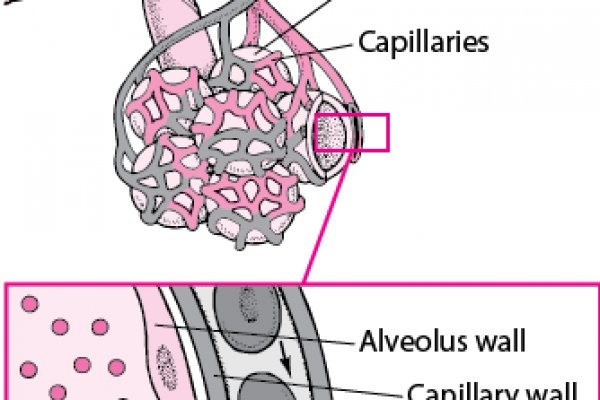 Кракен сайт kr2web